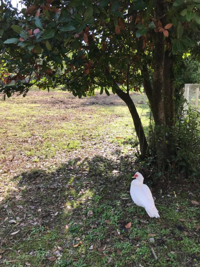 Etno Village Mihailovic II Herceg Novi Kültér fotó